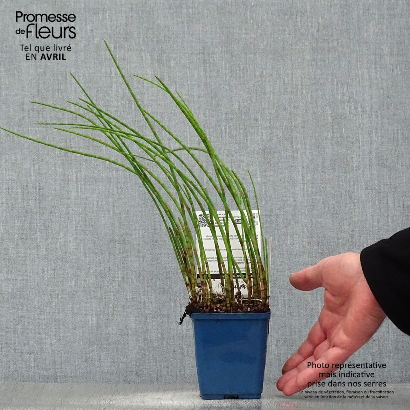 Equisetum fluviatile 8/9 cm pot sample as delivered in spring