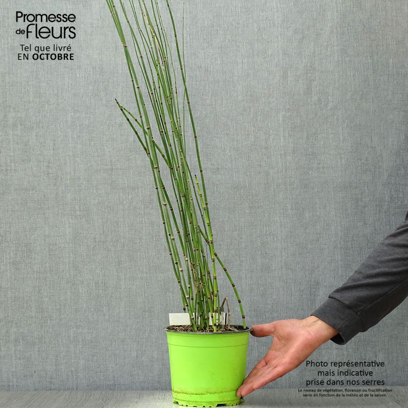 Equisetum hyemale 2L/3L pot sample as delivered in autumn