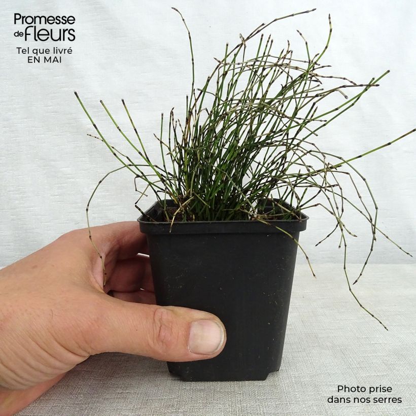 Equisetum scirpoides 8/9 cm pot sample as delivered in spring