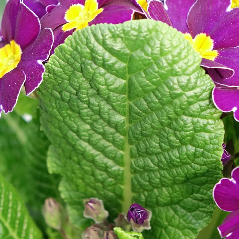 Primula elatior Veristar Late Twinkle Violet - Primula Crescendo Mix seeds - Oxlip (Foliage)