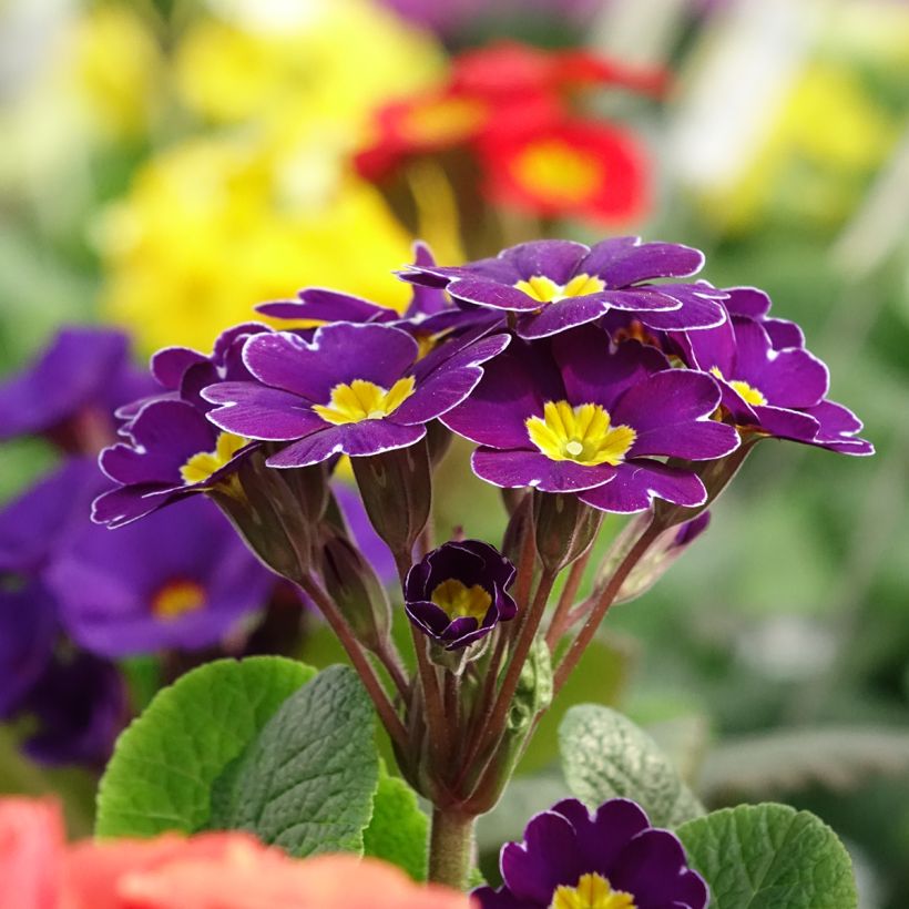 Primula elatior Veristar Late Twinkle Violet - Primula Crescendo Mix seeds - Oxlip (Flowering)