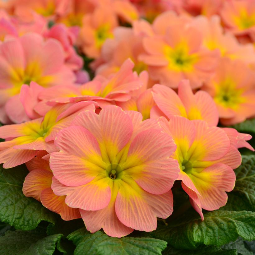 Primula vulgaris Mango F1 - English Primrose (Flowering)