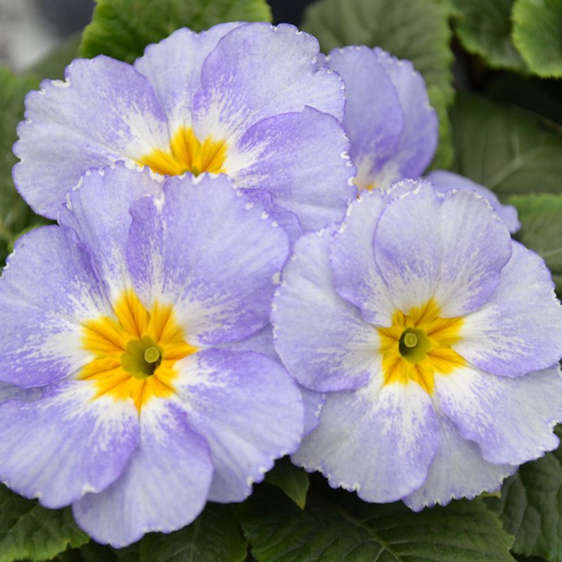 Primula vulgaris Porcelain Blue F1 - English Primrose (Flowering)