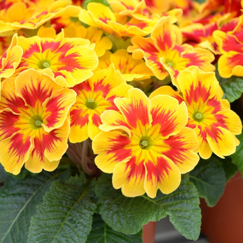 Primula vulgaris Starfire F1 - English Primrose (Flowering)