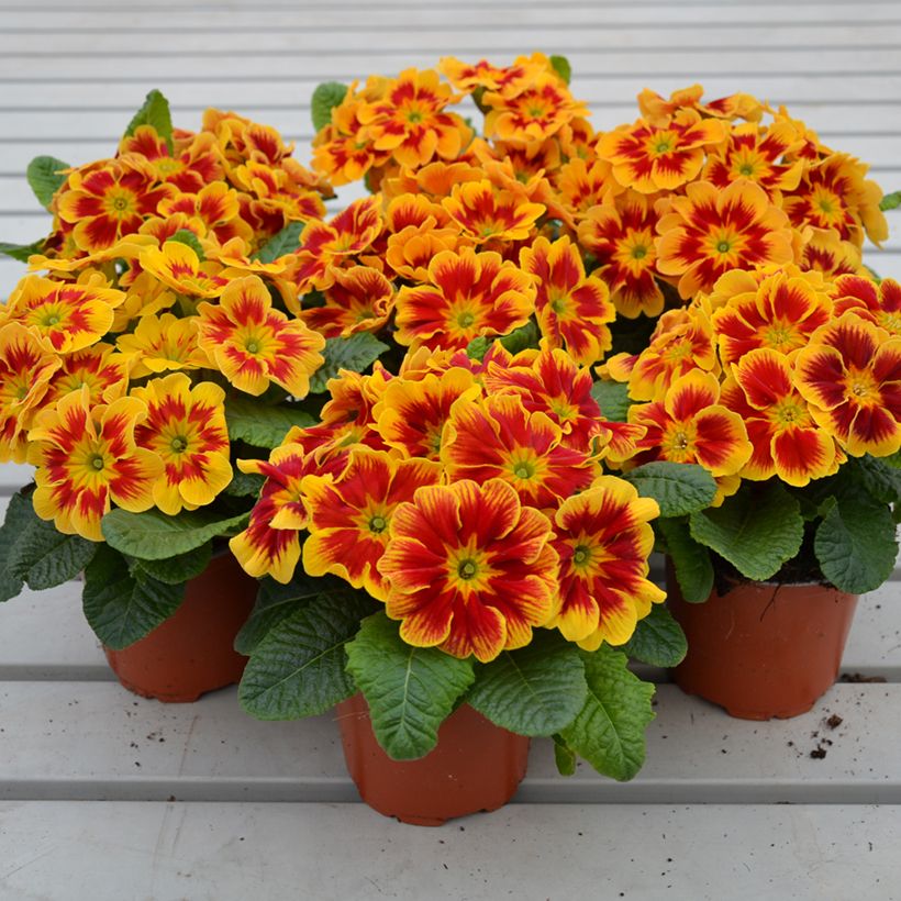 Primula vulgaris Starfire F1 - English Primrose (Plant habit)