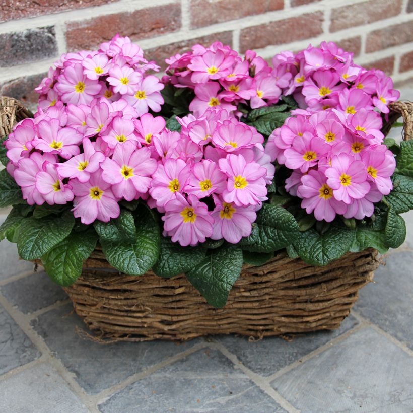 Primula vulgaris Woodland Rose - English Primrose (Plant habit)