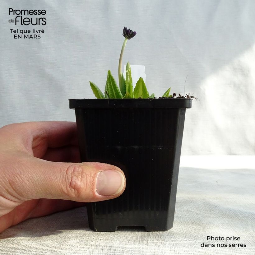 Primula denticulata Cashmeriana - Primrose 8/9 cm pot sample as delivered in spring