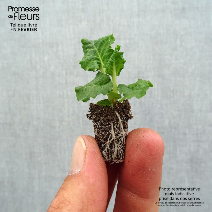 Primula Colibri Light Yellow - Oxlip Plug plant 1.5/2.5 cm sample as delivered in autumn