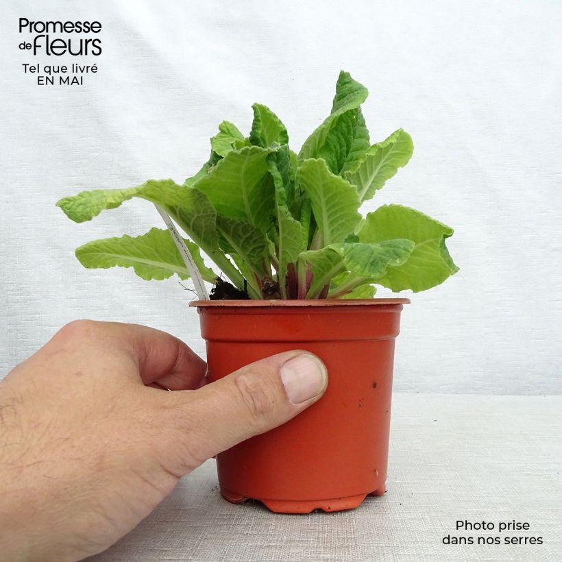 Primula  Cream Orange Eye - Oxlip 8/9 cm pot sample as delivered in spring