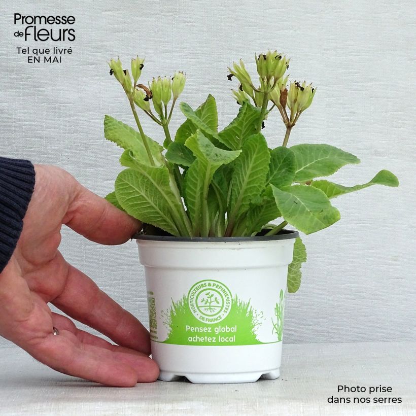 Primula Mister Gold Laced - Oxlip 8/9 cm pot sample as delivered in spring