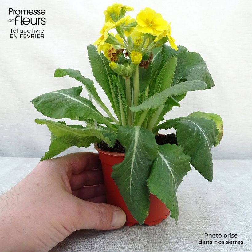 Primula eliator Veristar Yellow - Oxlip 8/9 cm pot sample as delivered in winter