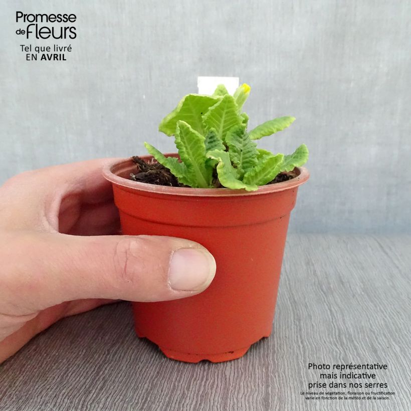 Primula eliator Veristar Yellow - Oxlip 8/9 cm pot sample as delivered in spring