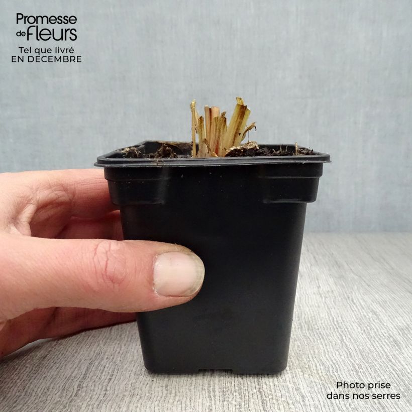 Primula vialii - Vial's Primrose 7/8 cm pot sample as delivered in winter