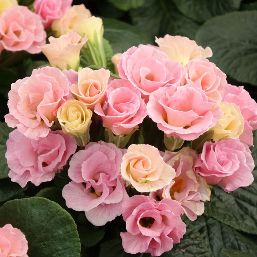 Primula vulgaris Rosebud F1 Tutti frutti - English Primrose (Flowering)