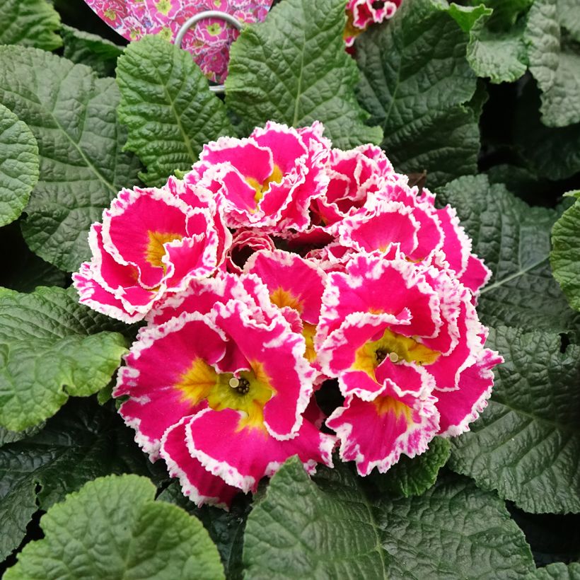 Primula vulgaris Sweetie - English Primrose (Flowering)