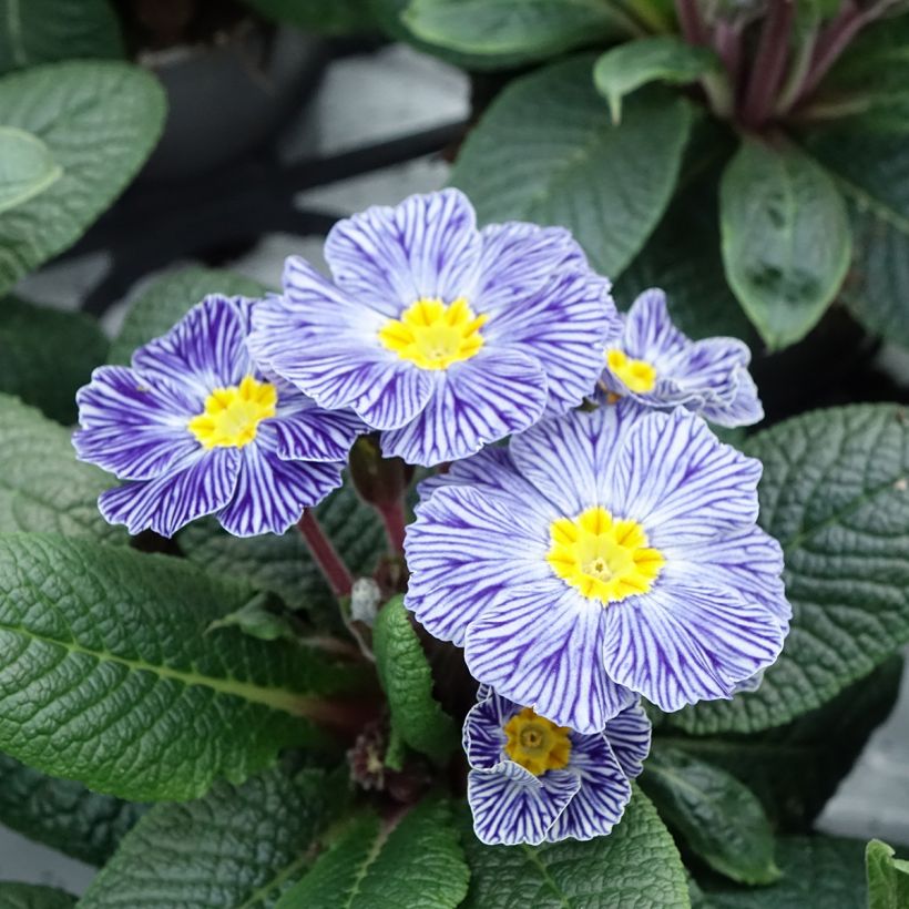 Primula vulgaris Zebra Blue- English Primrose (Flowering)