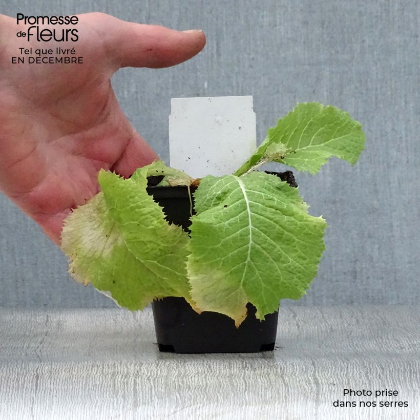 Primula japonica Alba - Japanese Primrose 8/9 cm pot sample as delivered in winter