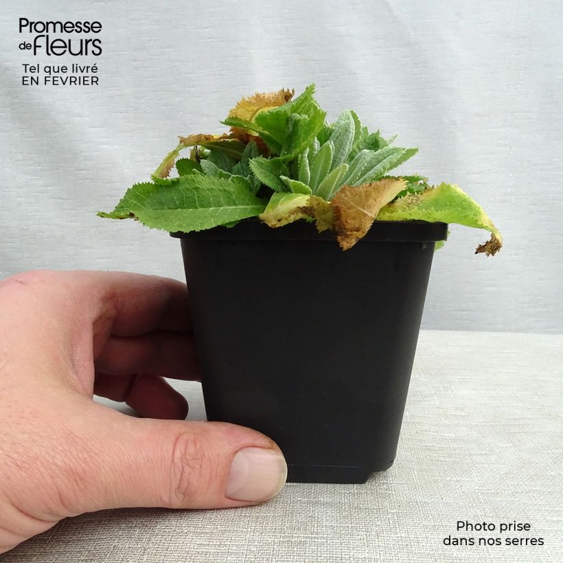 Primula capitata subsp. mooreana - Primrose 8/9 cm pot sample as delivered in winter