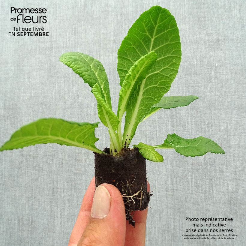Primula vulgaris Belarina Blue Ripples- English Primrose Plug plant 3/4cm sample as delivered in autumn