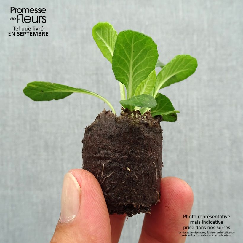Primula vulgaris Belarina Candy Frost- English Primrose Plug plant 3/4cm sample as delivered in autumn