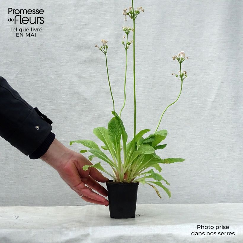 Primula japonica Apple Blossom - Japanese Primrose 8/9 cm pot sample as delivered in spring