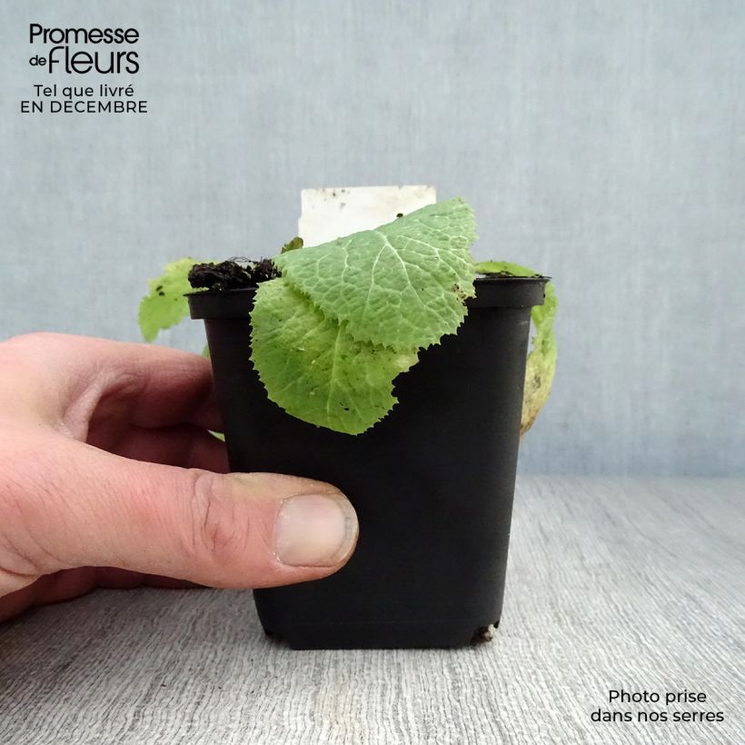 Primula japonica Apple Blossom - Japanese Primrose 8/9 cm pot sample as delivered in winter