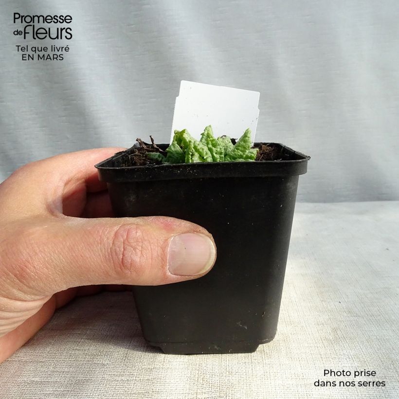 Primula japonica Millers Crimson - Japanese Primrose 8/9 cm pot sample as delivered in winter