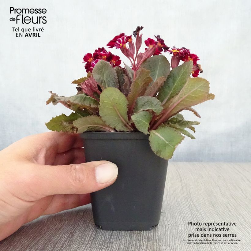 Primula polyanthus Dark Rosaleen - Hose-in-hose 8/9 cm pot sample as delivered in spring