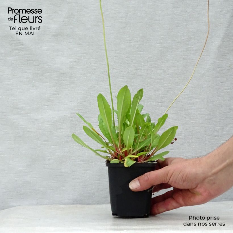 Primula rosea Grandiflora - Primrose 7/8 cm pot sample as delivered in spring