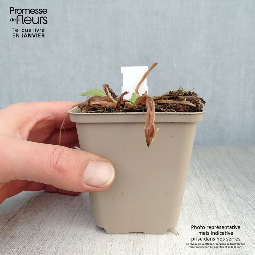 Primula beesiana - Primrose 8/9 cm pot sample as delivered in winter