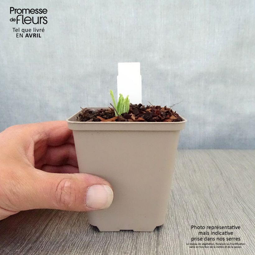 Primula vialii Alison Holland - Vial's Primrose 8/9 cm pot sample as delivered in spring