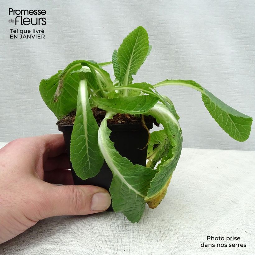 Primula vulgaris Francesca - English Primrose 8/9 cm pot sample as delivered in winter