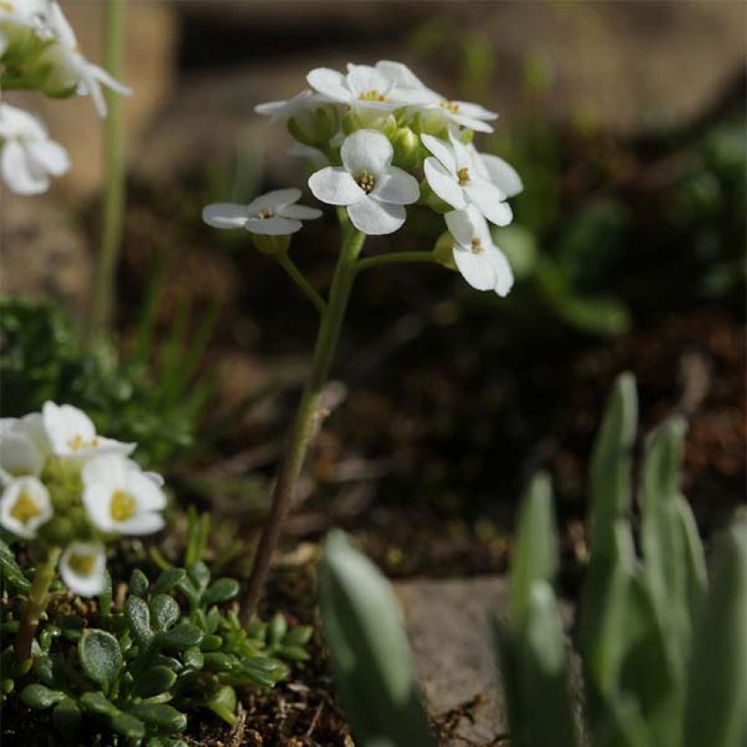 Hornungia (Pritzelago) alpina (Plant habit)
