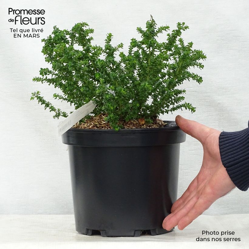 Prostanthera cuneata - Mint Bush 2L/3L pot sample as delivered in spring