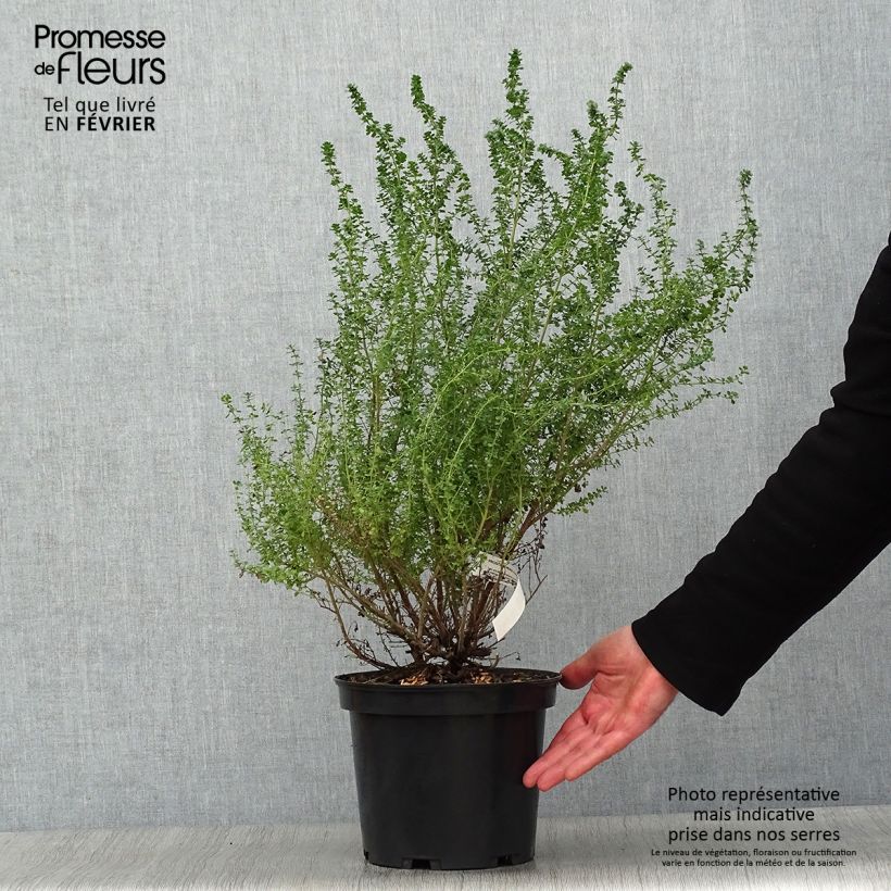 Prostanthera cuneata - Mint Bush 2L/3L pot sample as delivered in winter