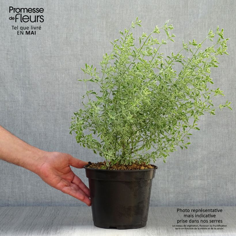 Prostanthera ovalifolia Variegata - Mint Bush 4L/5L pot sample as delivered in spring