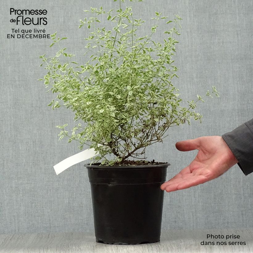 Prostanthera rotundifolia Variegata 4L/5L pot sample as delivered in winter
