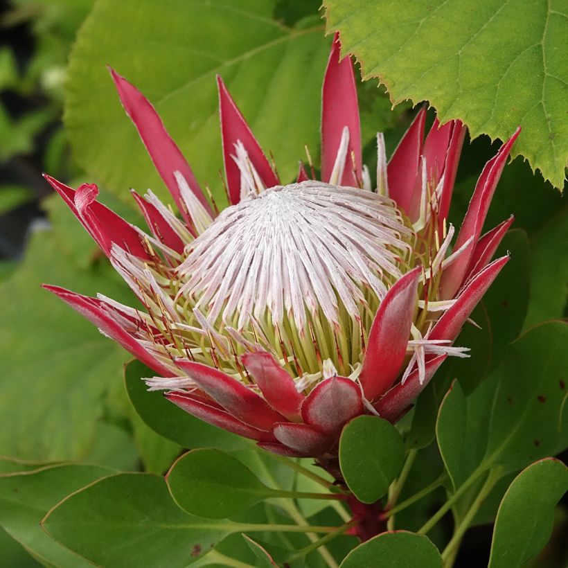 Protea cynaroides Little Prince (Flowering)