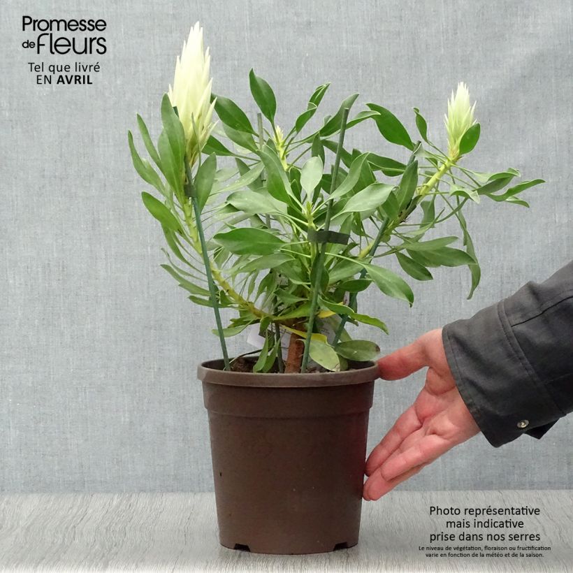 Protea cynaroides White Crown 2L/3L pot sample as delivered in spring