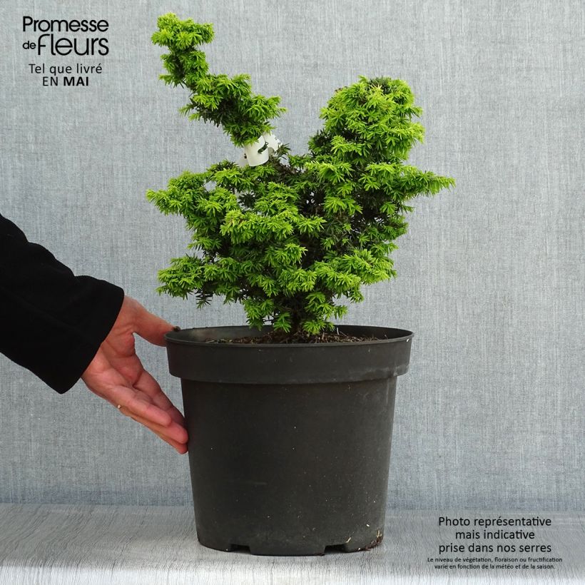 Tsuga canadensis Jervis - Eastern Hemlock 7.5L/10L pot sample as delivered in spring