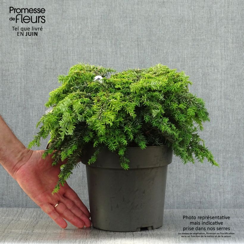 Tsuga canadensis Nana - Eastern Hemlock 3L/4L pot sample as delivered in summer