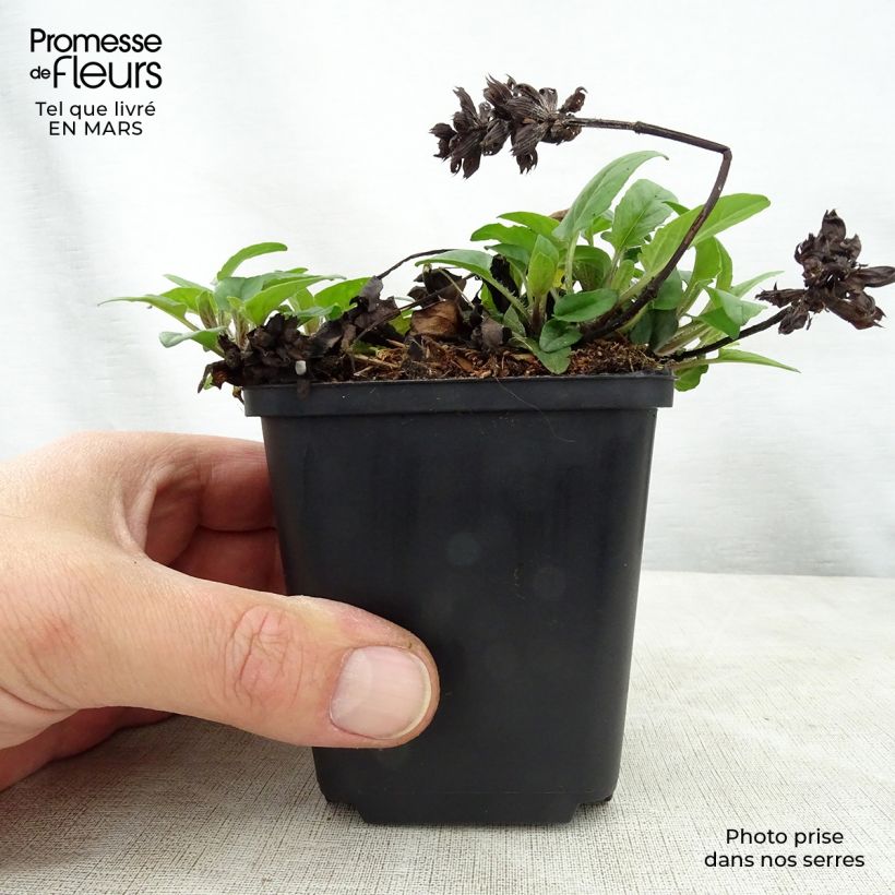 Prunella grandiflora Altenberg Rosa - Self-heal 8/9 cm pot sample as delivered in spring