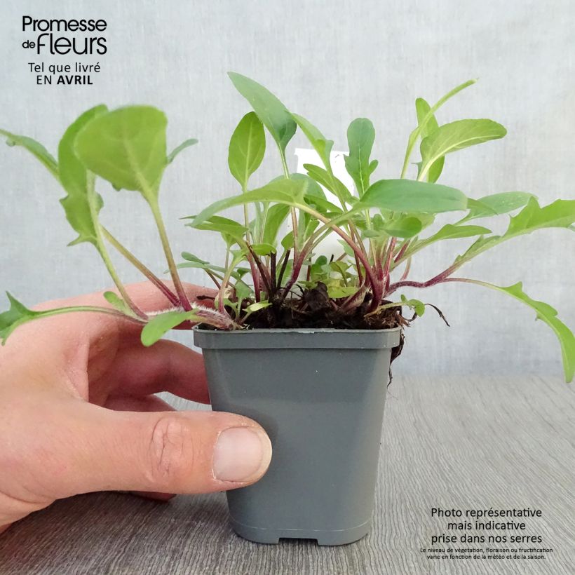 Prunella grandiflora Bella Deep Rose - Self-heal 7/8 cm pot sample as delivered in spring