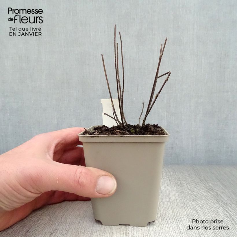 Prunella grandiflora Pink Loveliness - Self-heal 8/9 cm pot sample as delivered in winter