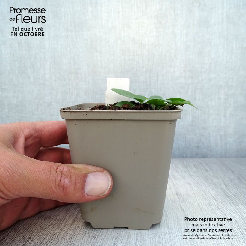 Prunella webbiana Rosea - Self-heal 8/9 cm pot sample as delivered in autumn