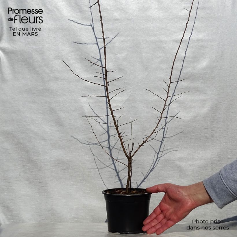 Prunus spinosa - Blackthorn 2L/3L pot sample as delivered in spring