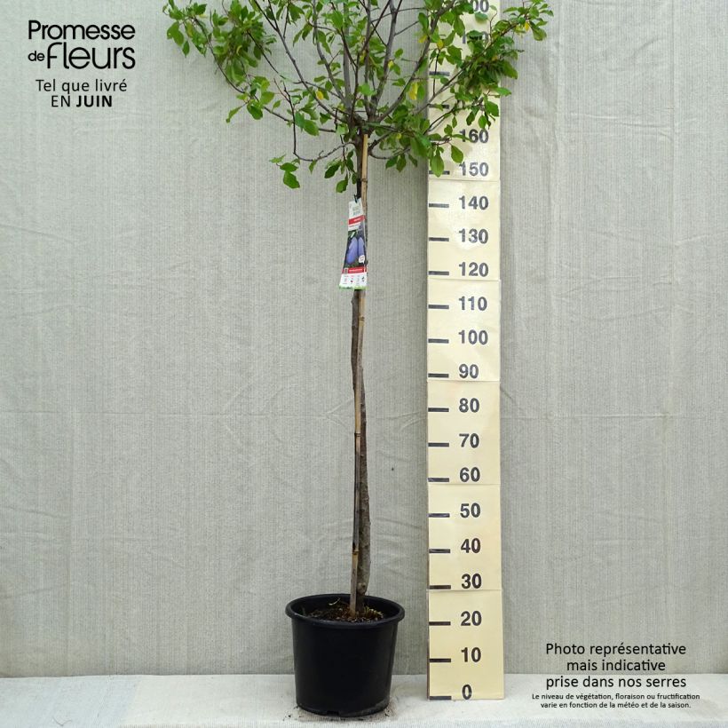 Prunus domestica Prune d'Ente - Common plum 7.5L/10L pot, Half standard sample as delivered in spring