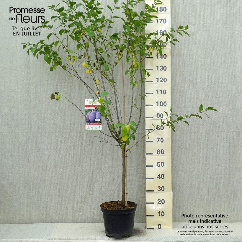 Prunus domestica Quetsche d'Alsace - Common plum 7.5L/10L pot, Goblet sample as delivered in summer