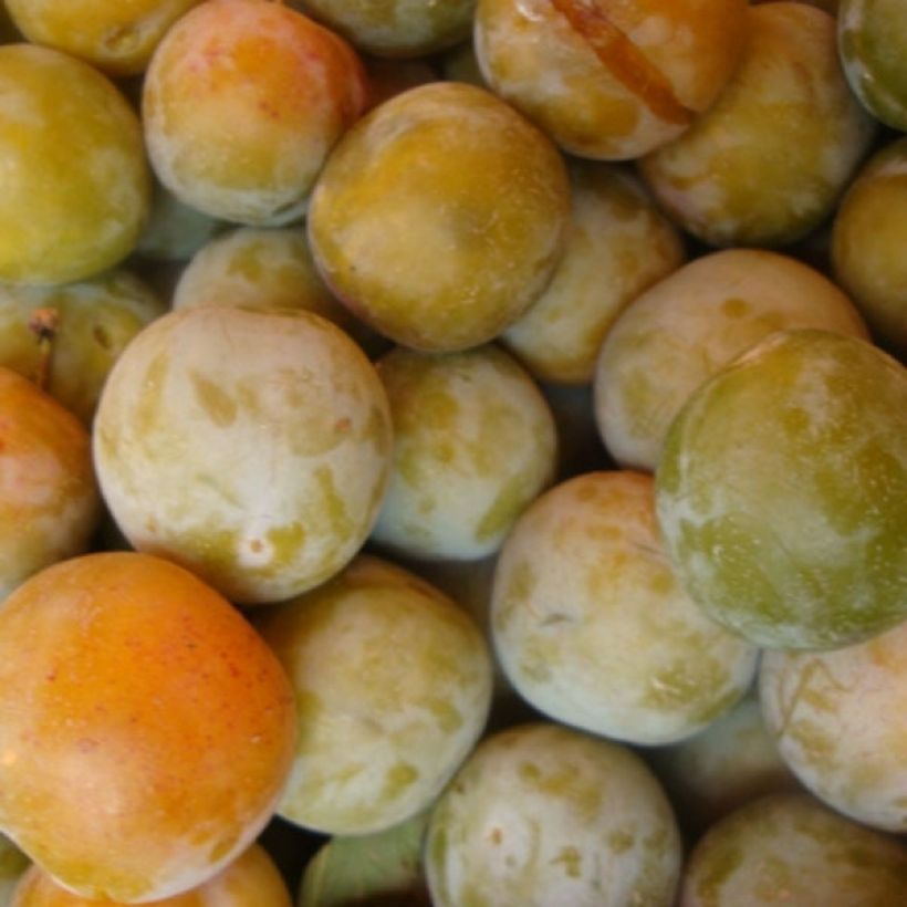 Prunus domestica Reine Claude Dorée - Common plum (Harvest)