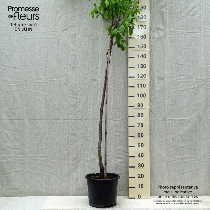Prunus domestica Reine Claude de Bavay - Common plum 7.5L/10L pot, Half standard sample as delivered in spring
